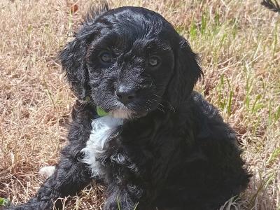 Gorgeous Cavapoo pups in Wexford