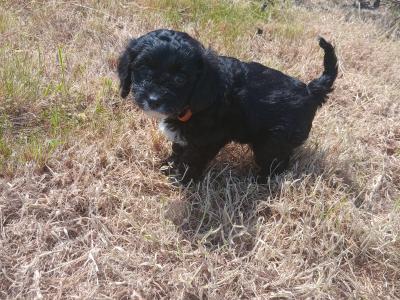 Gorgeous Cavapoo pups in Wexford