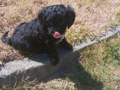 Gorgeous Cavapoo pups in Wexford