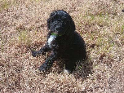 Gorgeous Cavapoo pups in Wexford