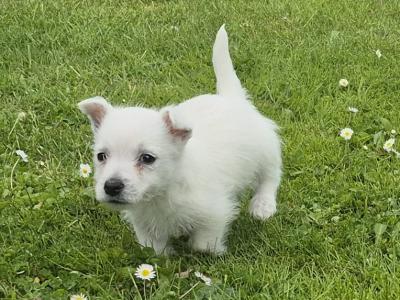 West Highland Terrier puppies in Monaghan