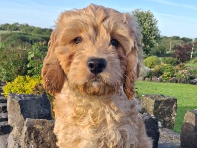 Cockapoo puppies in Mayo