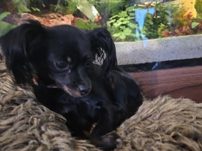 IKC Registered female Russian Toy Terrier puppies in Clare