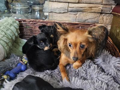 IKC Registered female Russian Toy Terrier puppies in Clare