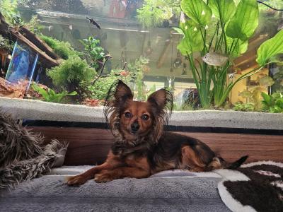 IKC Registered female Russian Toy Terrier puppies in Clare