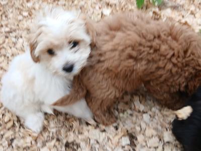 Bichon Frise x Cavapoo puppies in Kilkenny