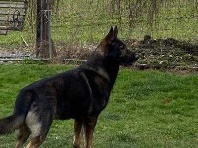 IKC Registered German Shepherd puppies in Offaly