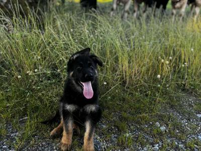 IKC Registered German Shepherd puppies in Offaly