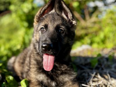 IKC Registered German Shepherd puppies in Offaly