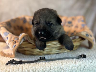 IKC Registered German Shepherd puppies in Offaly