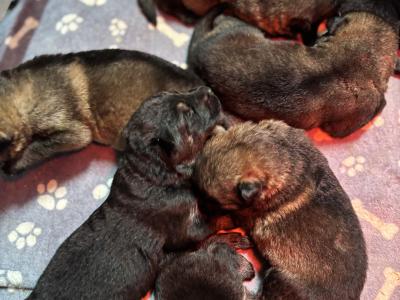 IKC Registered German Shepherd puppies in Offaly