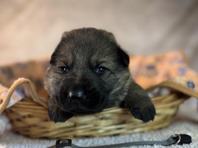 IKC Registered German Shepherd puppies in Offaly