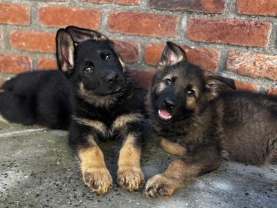 IKC Registered German Shepherd puppies in Offaly