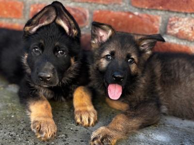 IKC Registered German Shepherd puppies in Offaly