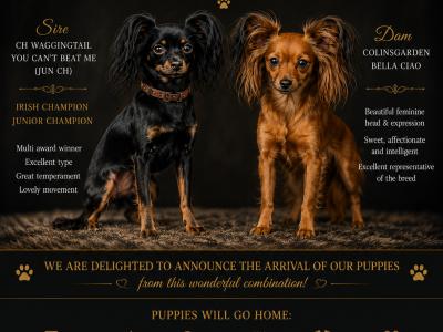 IKC Registered female Russian Toy Terrier puppies in Clare