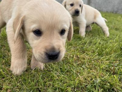Beautiful Labrador Retriever Puppies Donegal looking for their forever homes