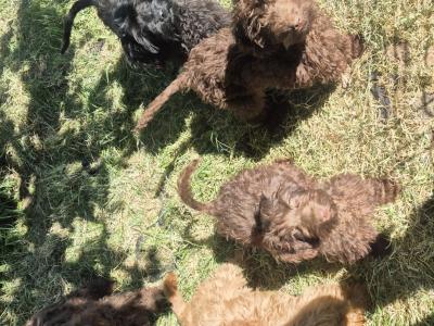 Cockapoo puppies in Roscommon  0861650340
