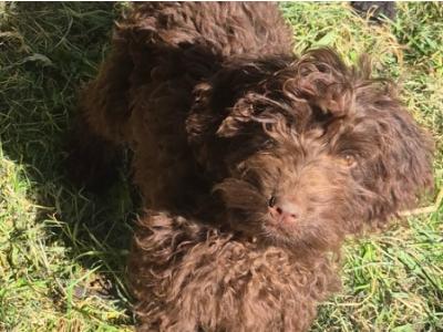 Cockapoo puppies in Roscommon  0861650340