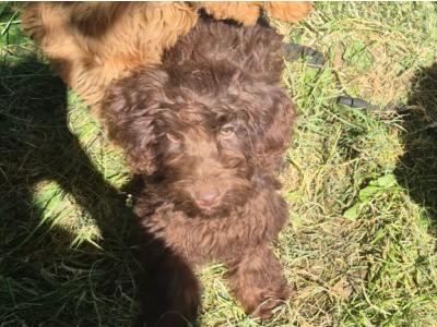 Cockapoo puppies in Roscommon  0861650340