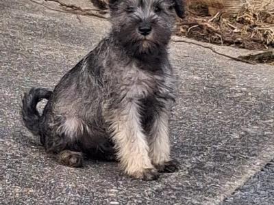 Miniature Schnauzer puppies in Kilkenny