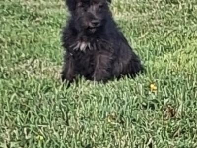Miniature Schnauzer puppies in Kilkenny