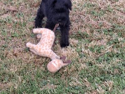 Miniature Schnauzer puppies in Kilkenny