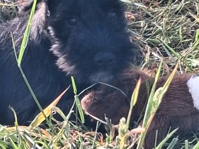 Miniature Schnauzer puppies in Kilkenny