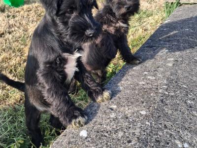 Miniature Schnauzer puppies in Kilkenny
