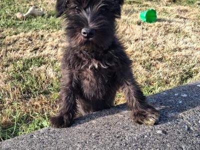 Miniature Schnauzer puppies in Kilkenny