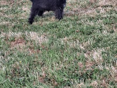 Miniature Schnauzer puppies in Kilkenny