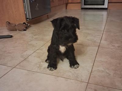 Miniature Schnauzer puppies in Kilkenny
