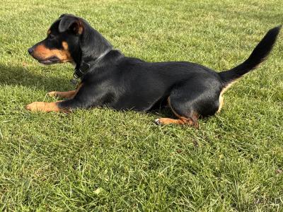 Stunning Irish Black & Tan Miniature Jack Russell for stud in Dublin