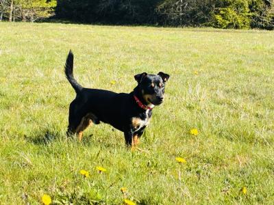 Stunning Irish Black & Tan Miniature Jack Russell for stud in Dublin