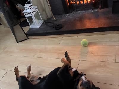 Stunning Irish Black & Tan Miniature Jack Russell for stud in Dublin