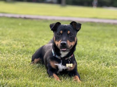 Stunning Irish Black & Tan Miniature Jack Russell for stud in Dublin