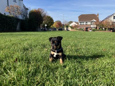 Stunning Irish Black & Tan Miniature Jack Russell for stud in Dublin