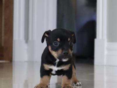 Stunning Irish Black & Tan Miniature Jack Russell for stud in Dublin