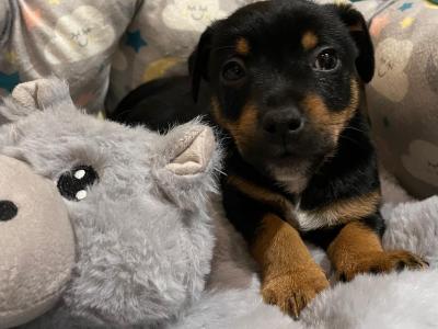 Stunning Irish Black & Tan Miniature Jack Russell for stud in Dublin
