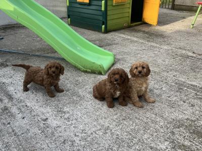 Champion miniature Cavapoo puppies 🐶🐶 in Kilkenny