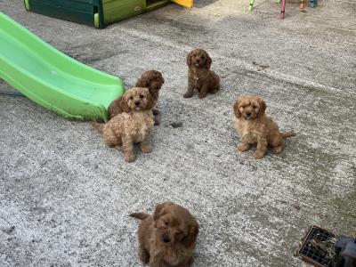 Champion miniature Cavapoo puppies 🐶🐶 in Kilkenny