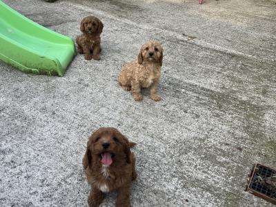 Champion miniature Cavapoo puppies 🐶🐶 in Kilkenny
