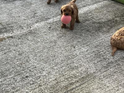 Champion miniature Cavapoo puppies 🐶🐶 in Kilkenny