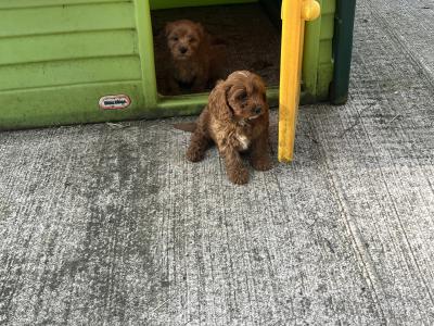 Champion miniature Cavapoo puppies 🐶🐶 in Kilkenny