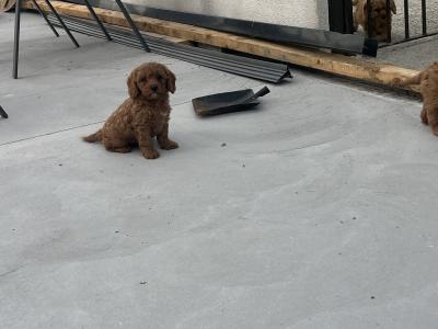 Champion miniature Cavapoo puppies 🐶🐶 in Kilkenny