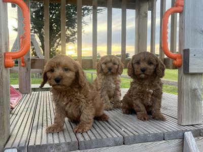 Champion miniature Cavapoo puppies 🐶🐶 in Kilkenny