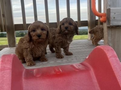 Champion miniature Cavapoo puppies 🐶🐶 in Kilkenny