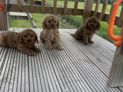 Champion miniature Cavapoo puppies 🐶🐶 in Kilkenny