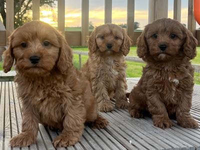 Champion miniature Cavapoo puppies 🐶🐶 in Kilkenny