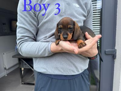 Litter of playful Dachshund puppies ready to go in Armagh