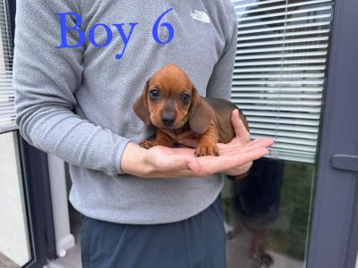 Litter of playful Dachshund puppies ready to go in Armagh